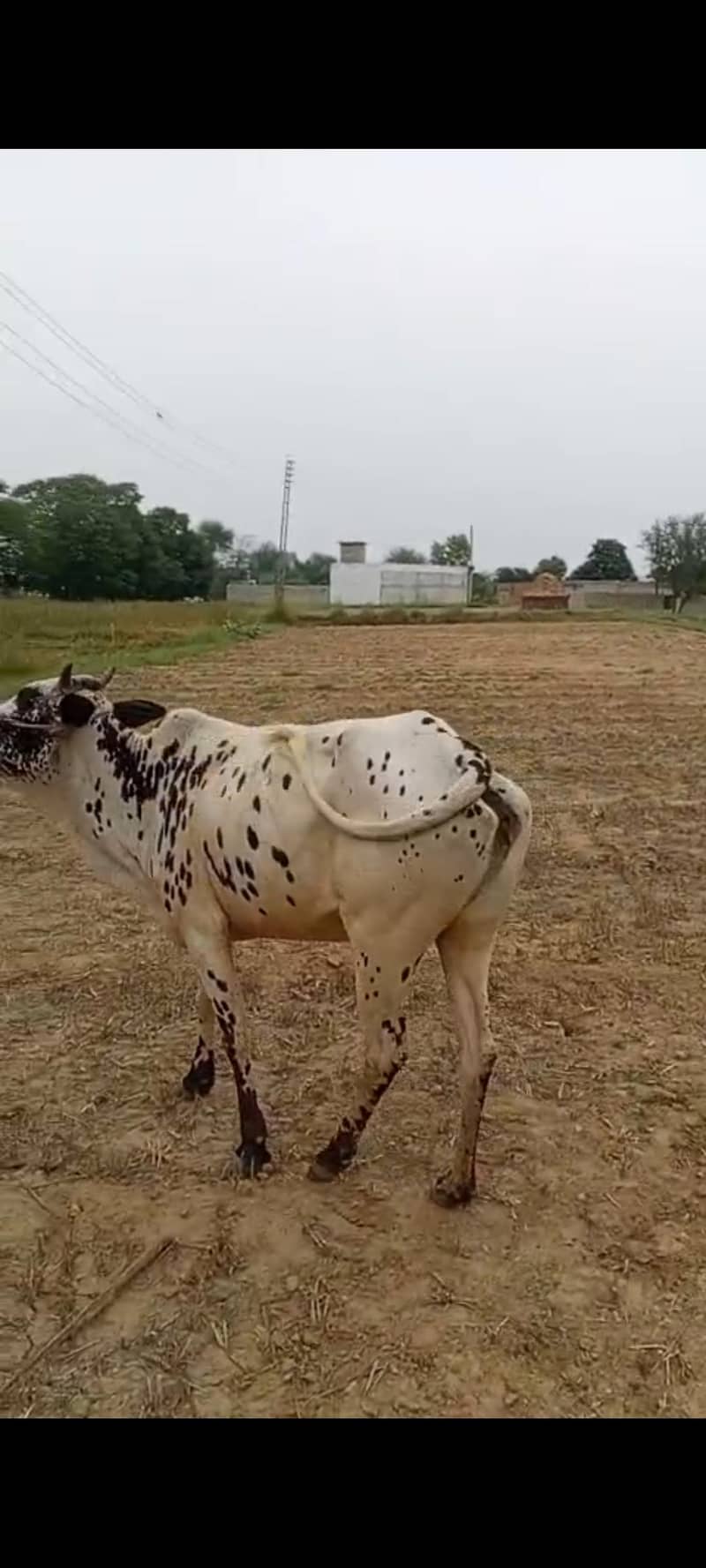 گائے برائے فروخت 2
