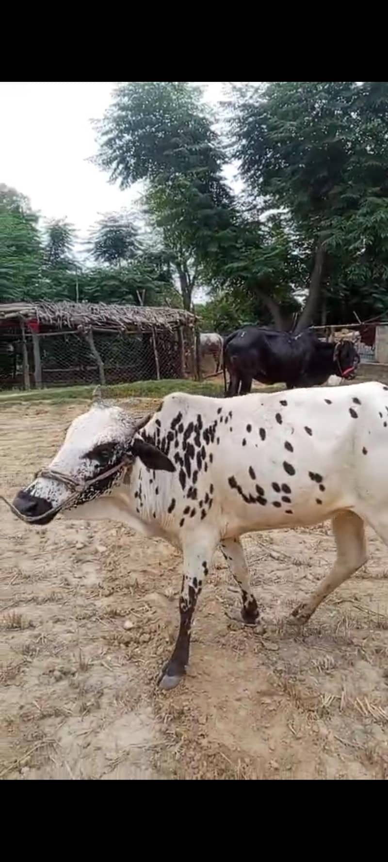 گائے برائے فروخت 3
