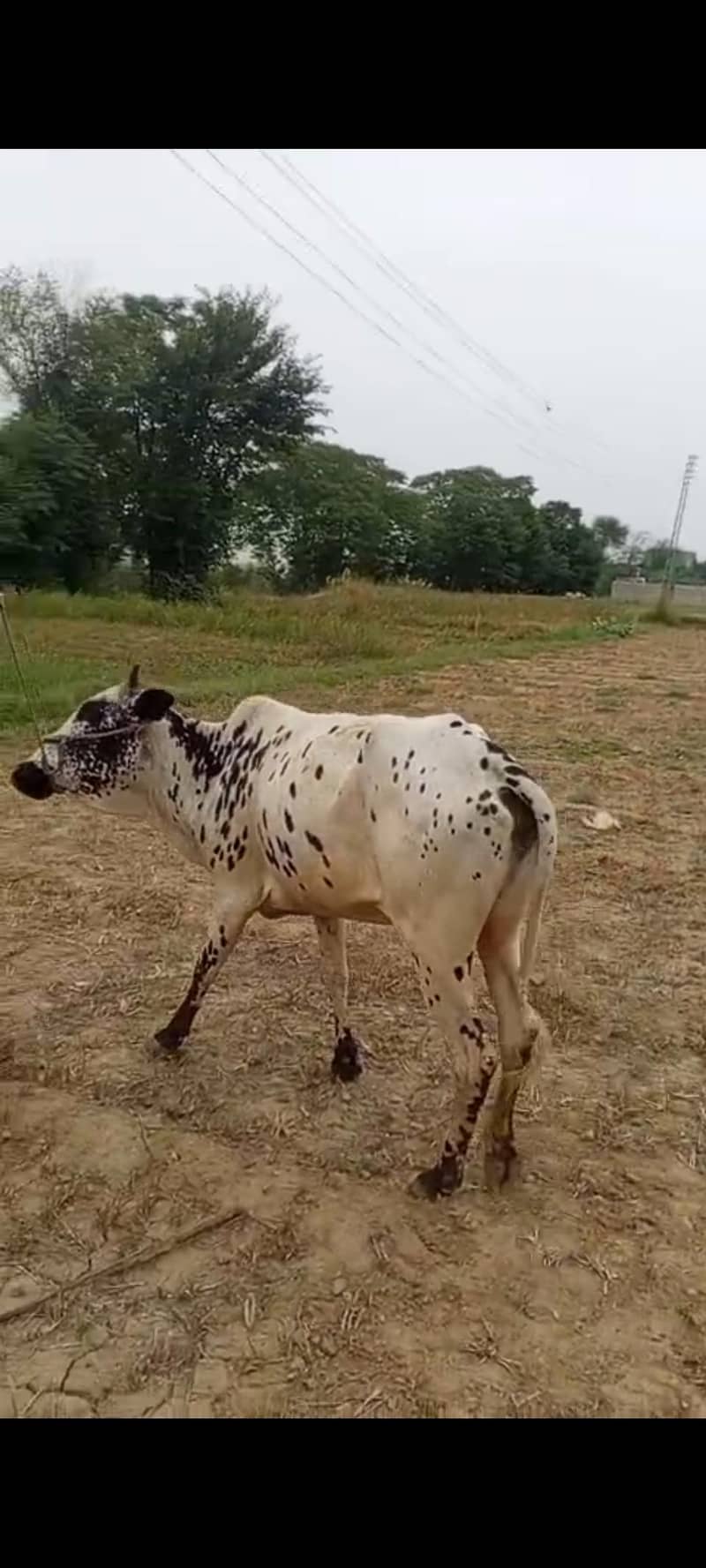 گائے برائے فروخت 4