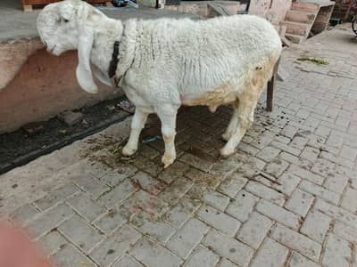 Qurdani ke liye kajla for Sale