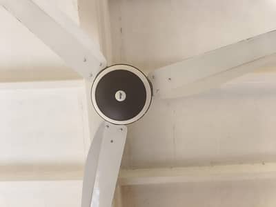 Ac Ceiling Fans