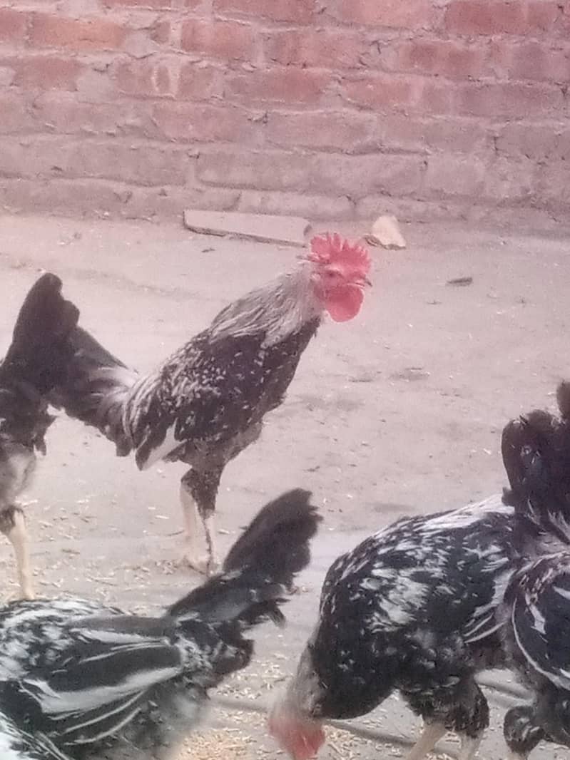 دنداروی نسل 3