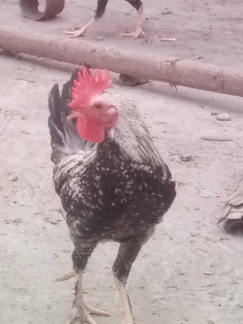 دنداروی نسل 5
