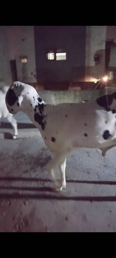 sheep for sale