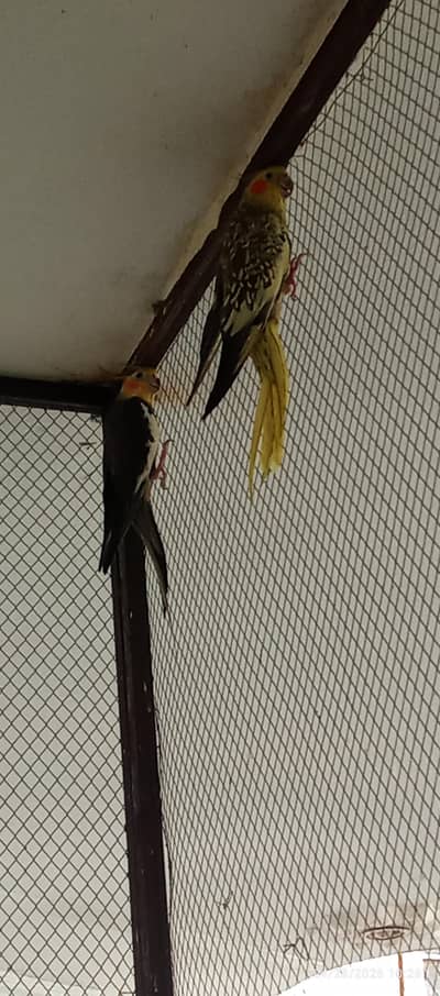 parrot