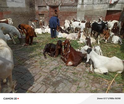 goats