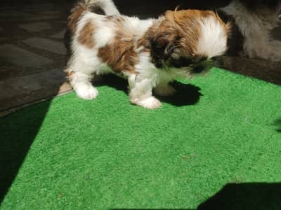 Shitzu Female Puppy