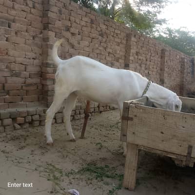 healthy goats