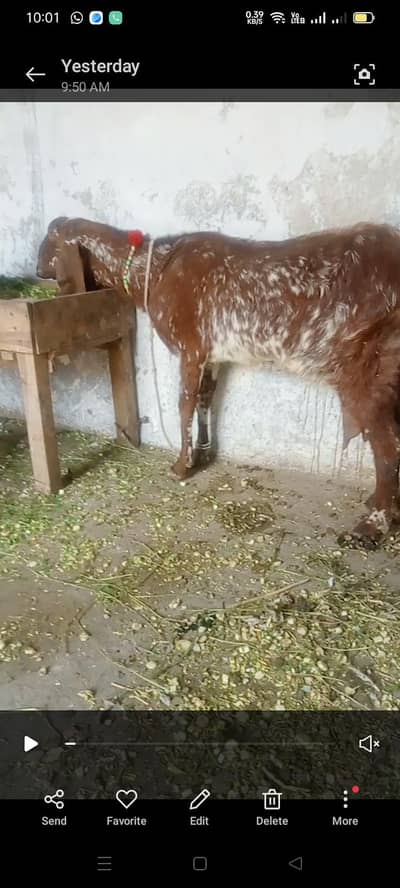 dasi bakri for sale  03084493683