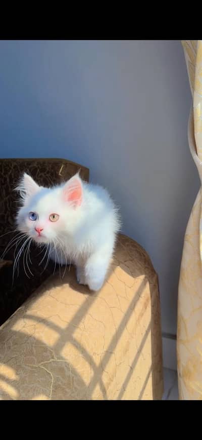 this cat sale
