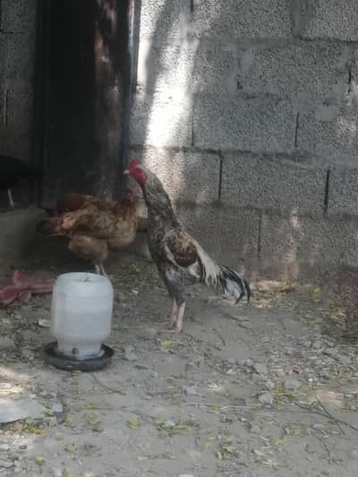 ASEEL SINDHI FOR SALE!!!