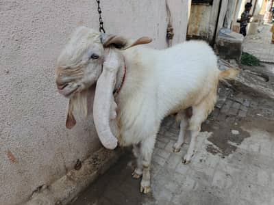 original gulabi