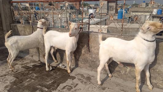 4 Teddy bakra