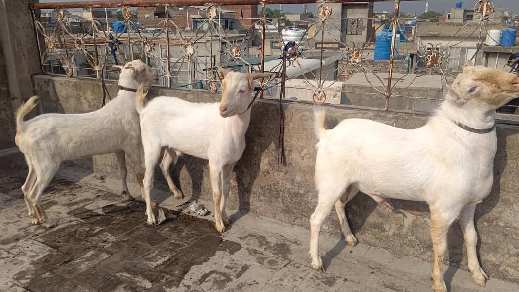 4 Teddy bakra 0