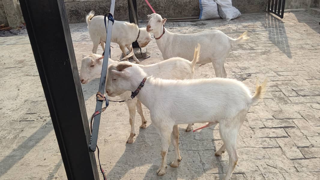 4 Teddy bakra 1