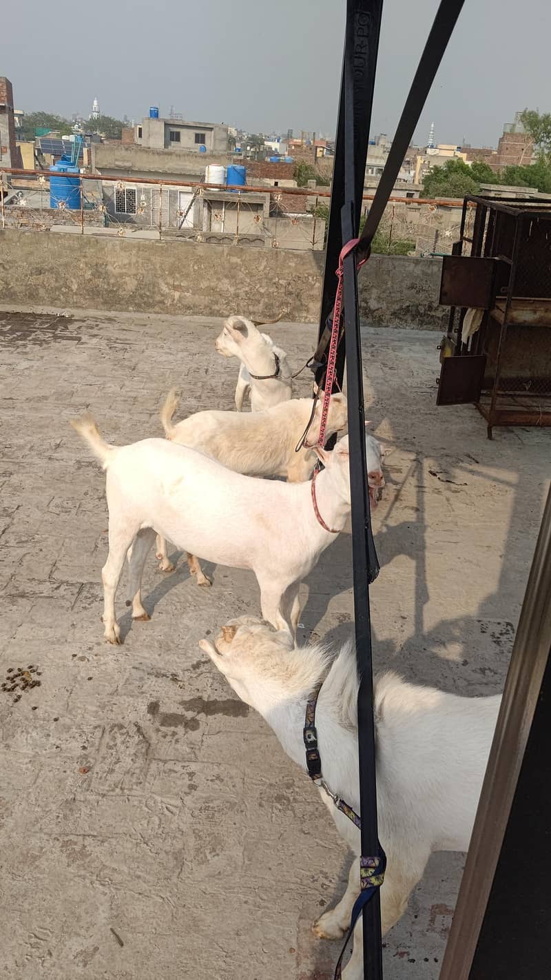 4 Teddy bakra 2