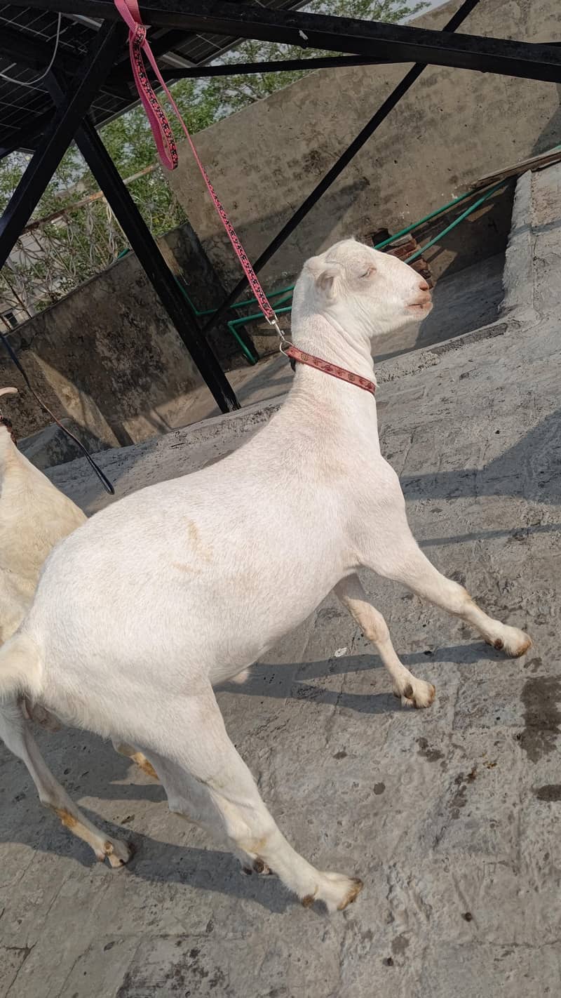 4 Teddy bakra 3