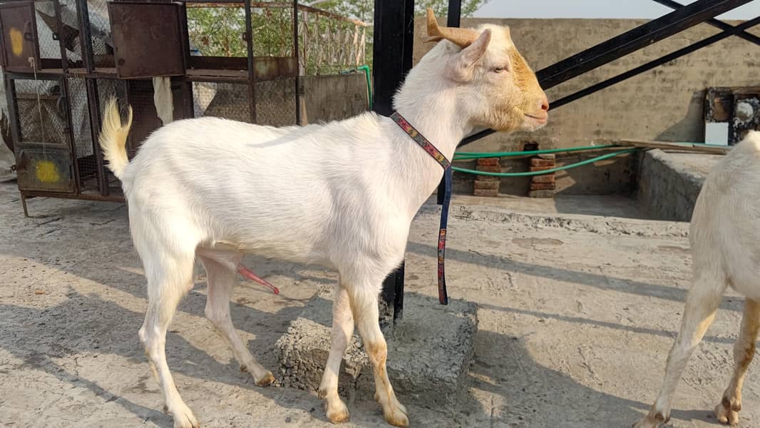 4 Teddy bakra 4