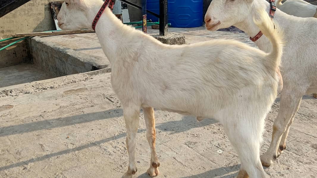4 Teddy bakra 5