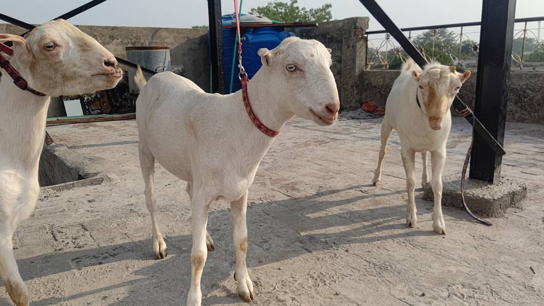 4 Teddy bakra 6