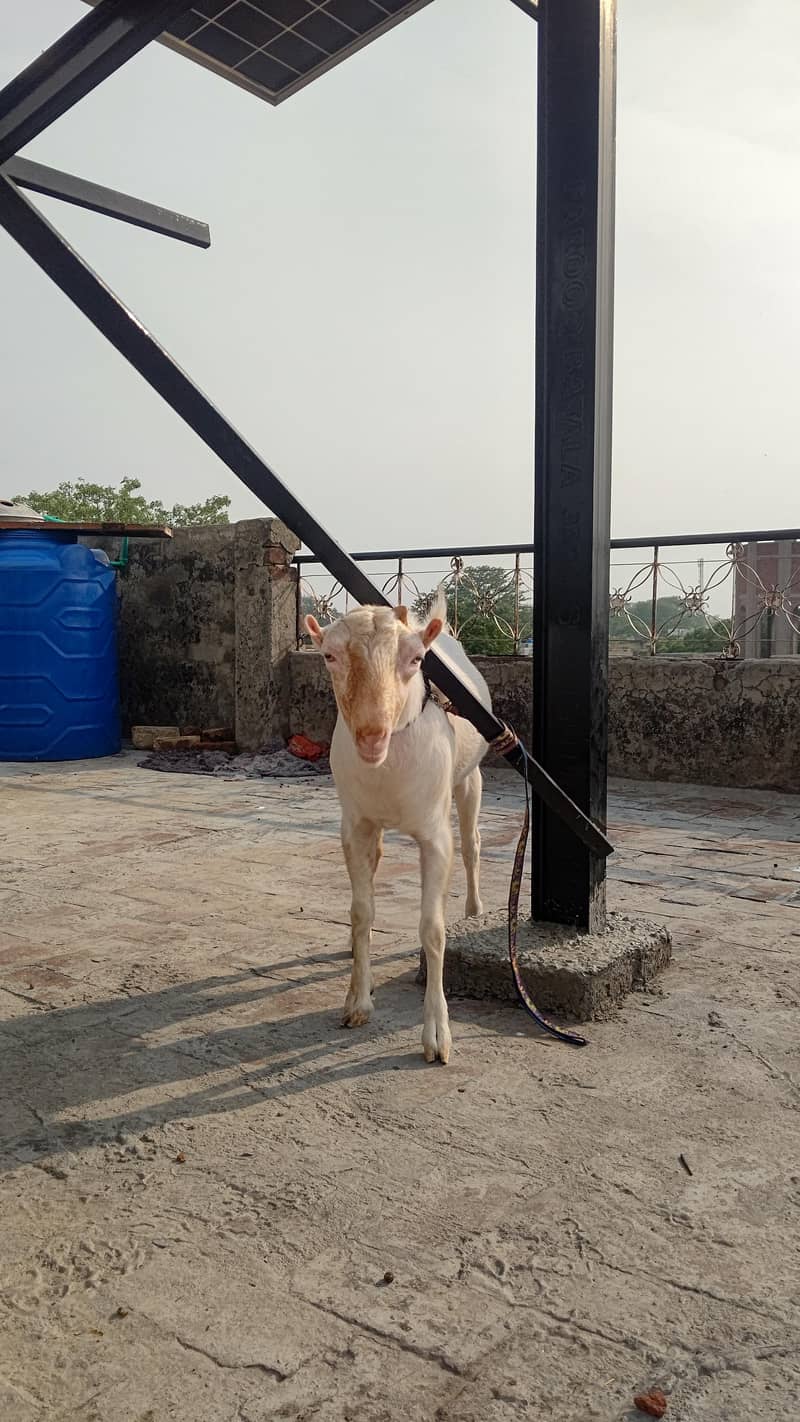 4 Teddy bakra 7
