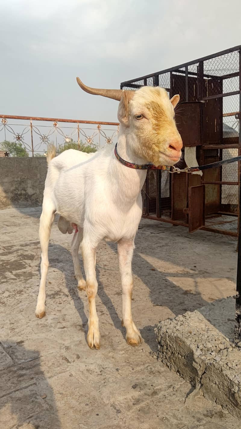4 Teddy bakra 8
