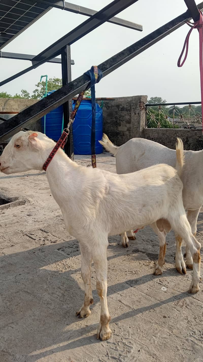 4 Teddy bakra 9