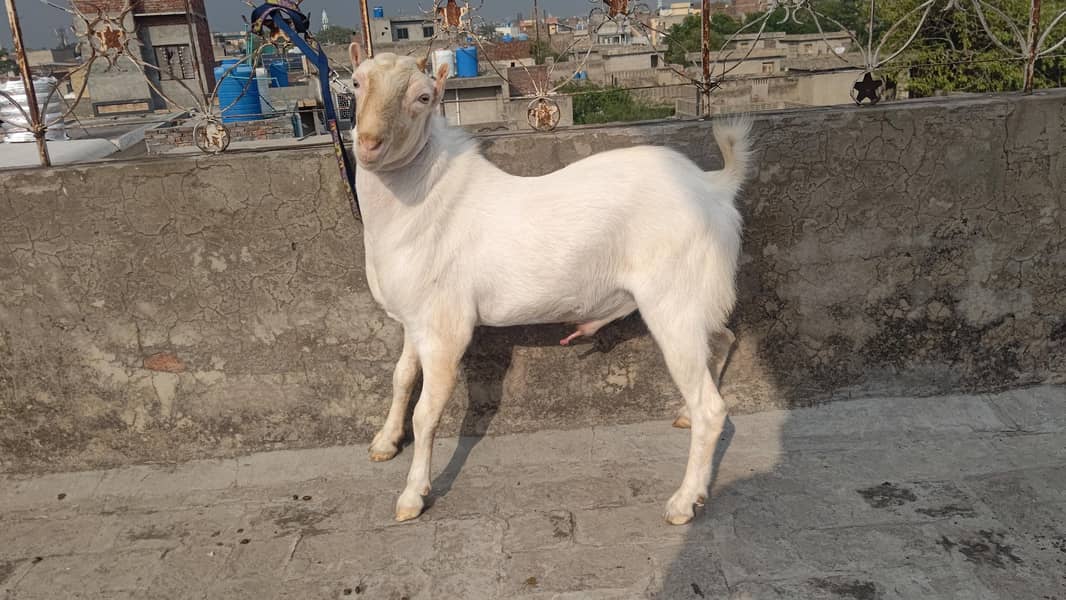 4 Teddy bakra 10
