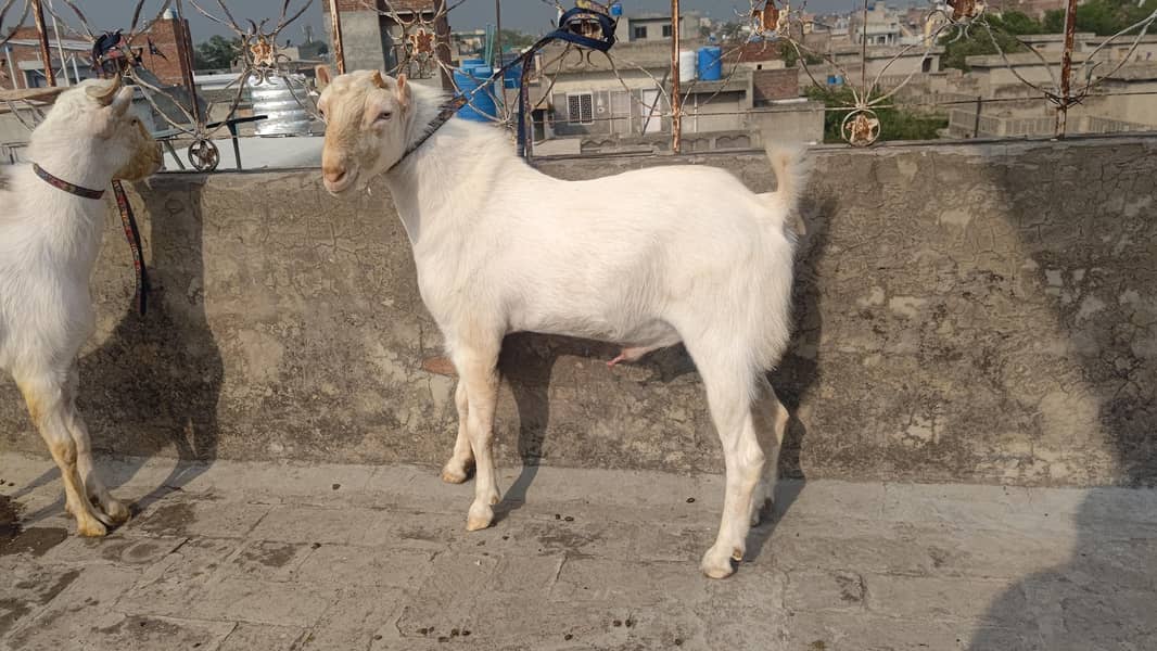 4 Teddy bakra 11