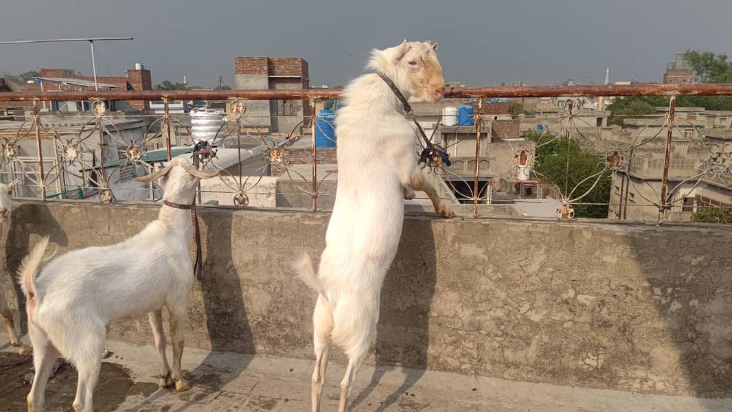 4 Teddy bakra 12