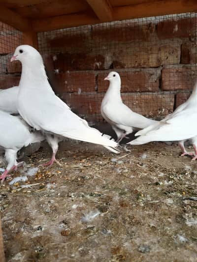 Safaid Kabutar Nivi k Kali ankh men. 2 pair. 1 female