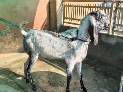 bakra for Sale  Healthy & Active | Pure Home-Bred