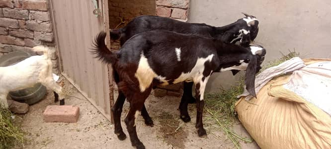 desi bakry