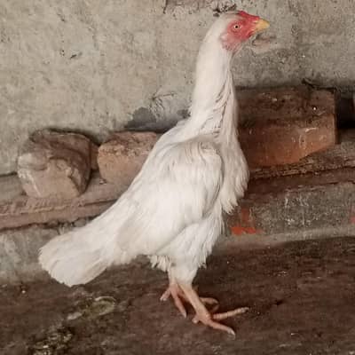 White herra