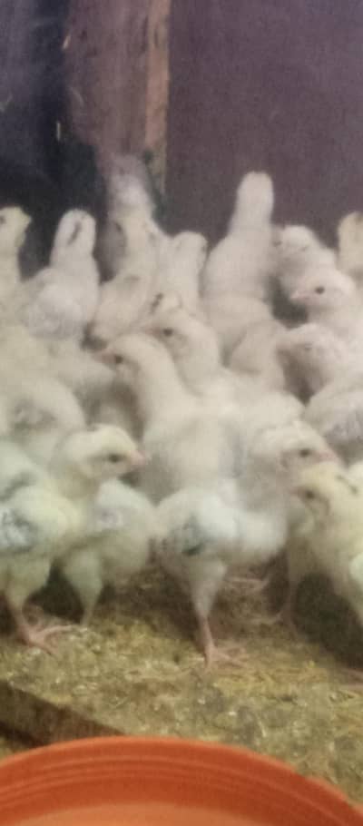 arawi hens | fancy hens | dandarawi chicken/hens
