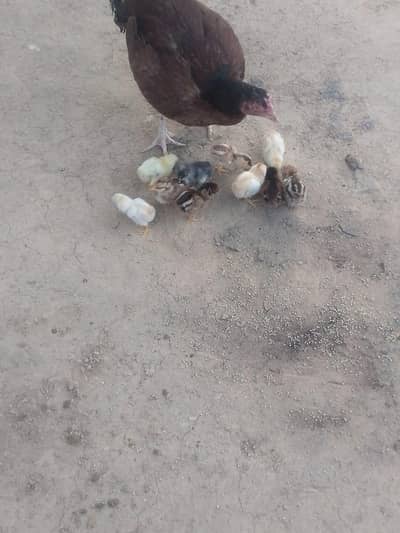 aseel murgi with 10 chicks for sale