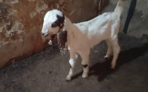 GOAT KİDS