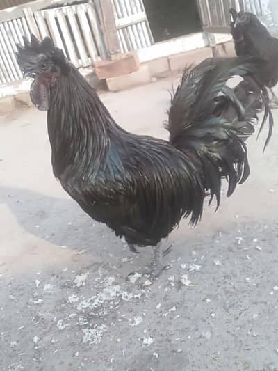 Ayam Cemani  Gray