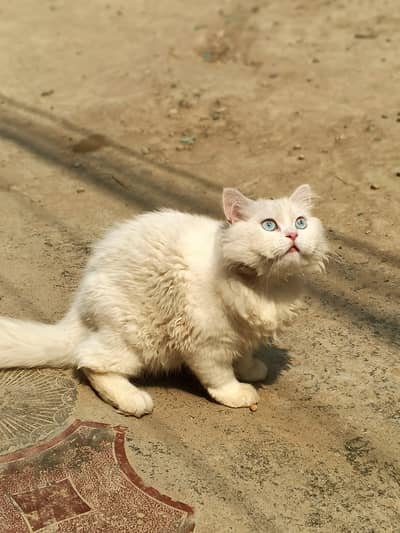 cat for sale