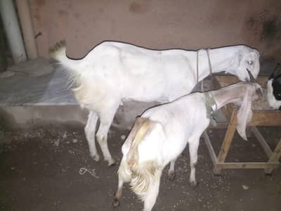 For Sale