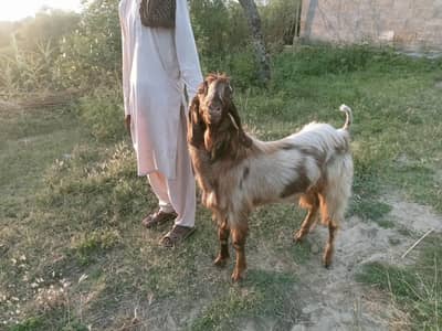 bakra
