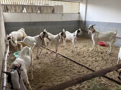 Bakra for Sale | Qurbabi Bakra | bakre for sale | Eid 2026