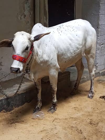 fresh 2 dant bachya