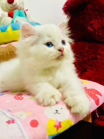 Persian cat for sale my WhatsApp number  03703659905