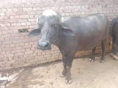chotha 5.5 man ka hai