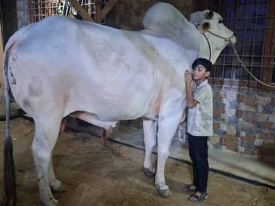 Bull | Bchra | Sibbi Bhangnari Bull | Sibbi Bull | Qurbani Bull