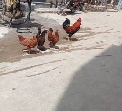 3 female ha or 1 male female iunda datey ha sab
