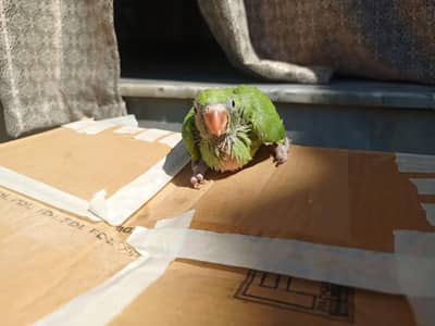 parrot