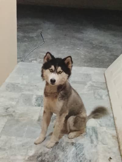 Siberian Husky for sale