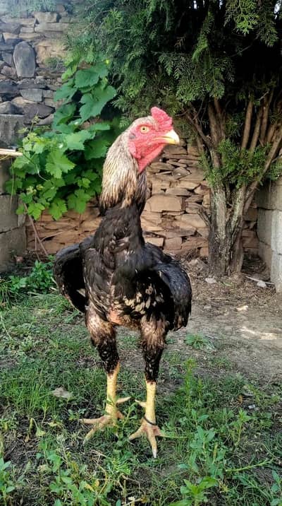 Aseel Murga Thailandi cross Parrot Noke 